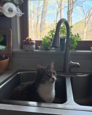 renhollister Photo #37