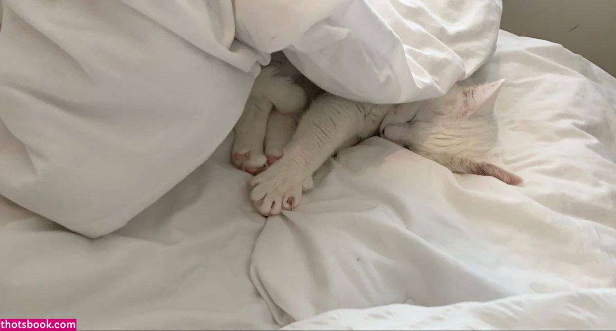 Koyakitten Photo #24