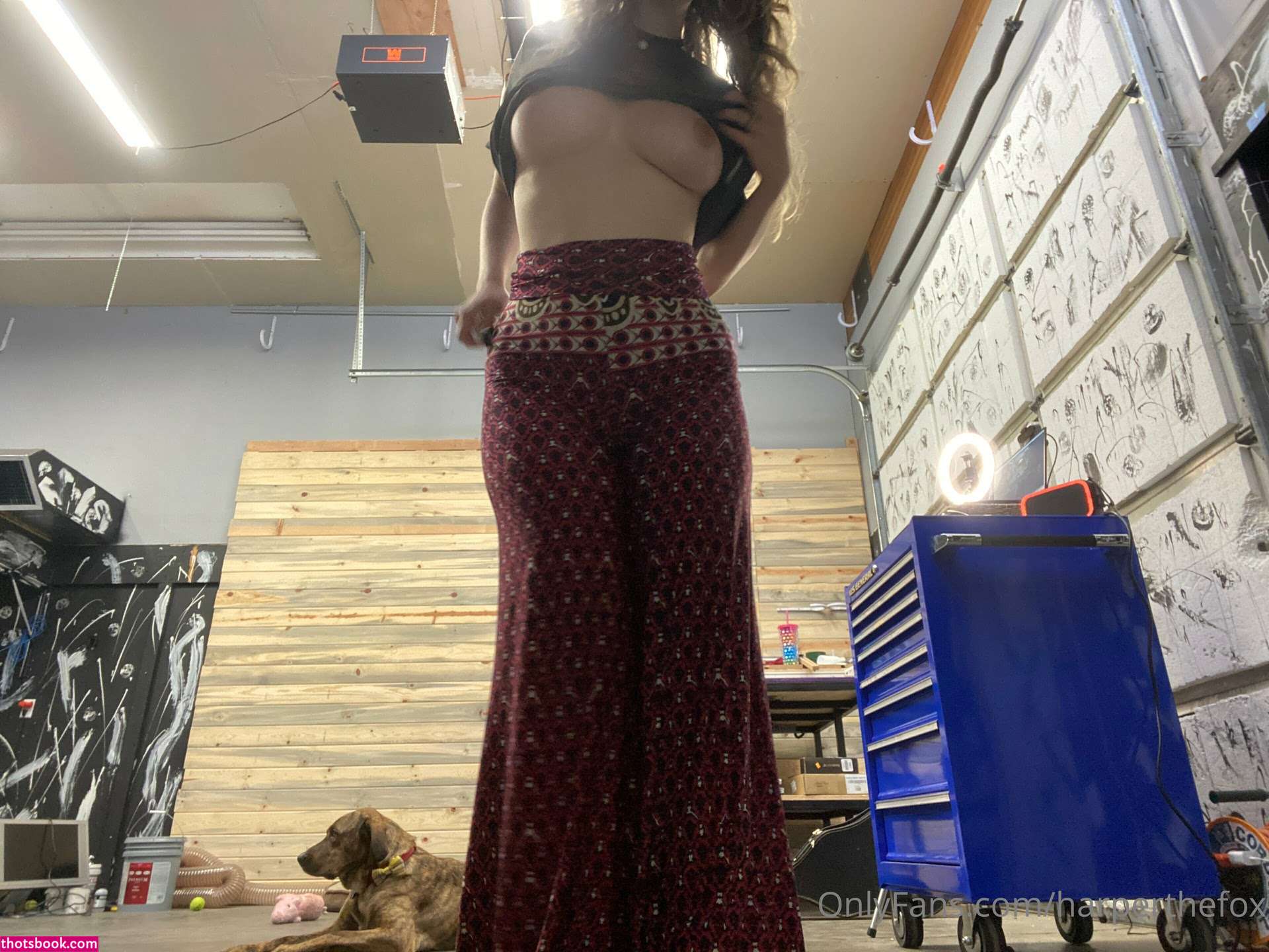 Harper the Fox Photo #155