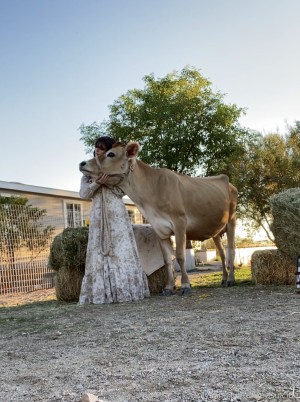 Reed Suicide Photo #157