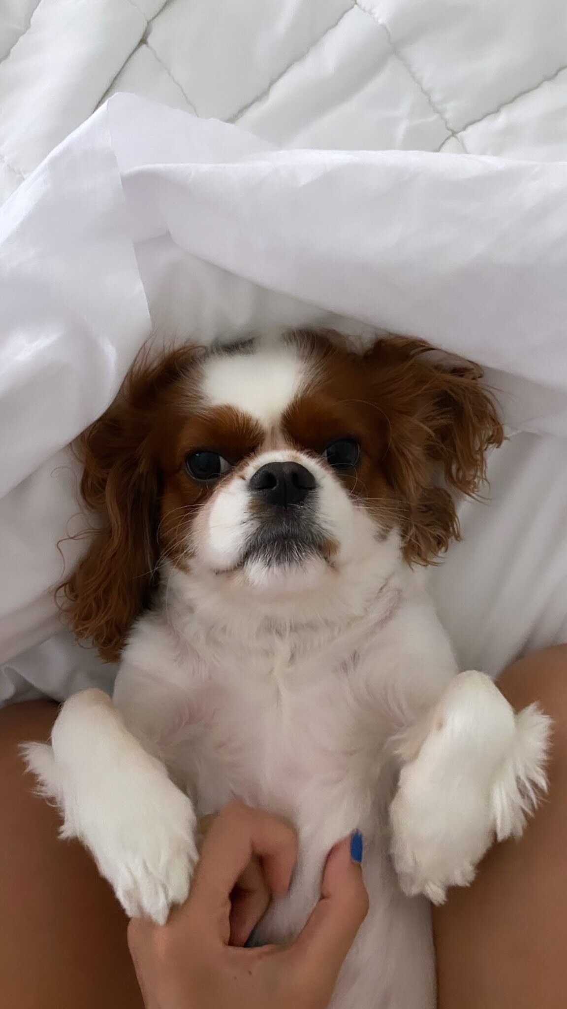 Ashley Tervort Photo #631