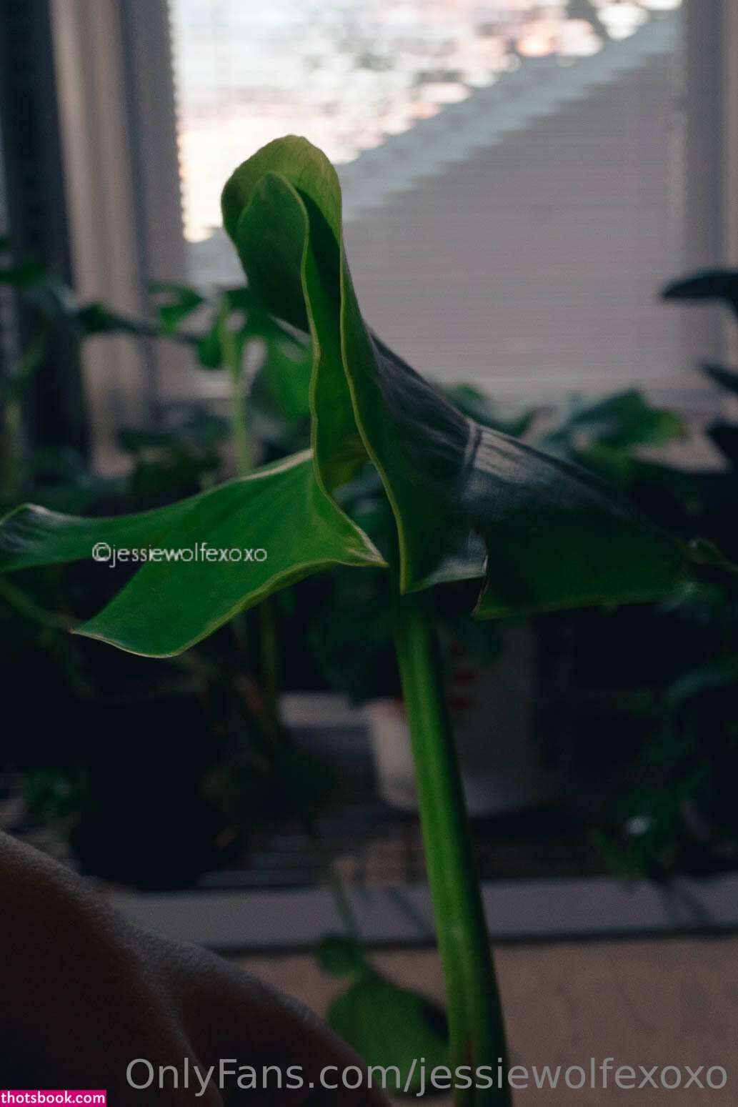 Jessiewolfexoxo Photo #119