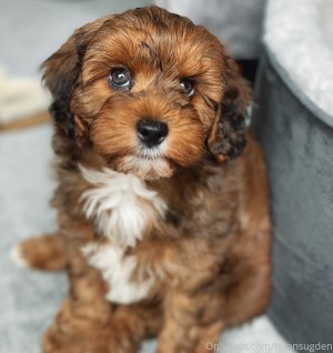 Rhian Sugden Photo #402