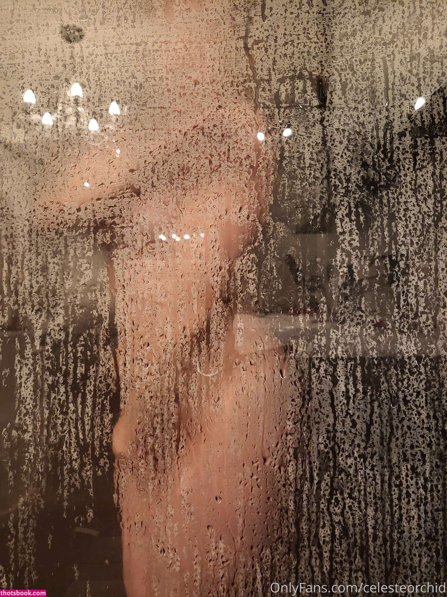 Celeste Orchid Photo #2