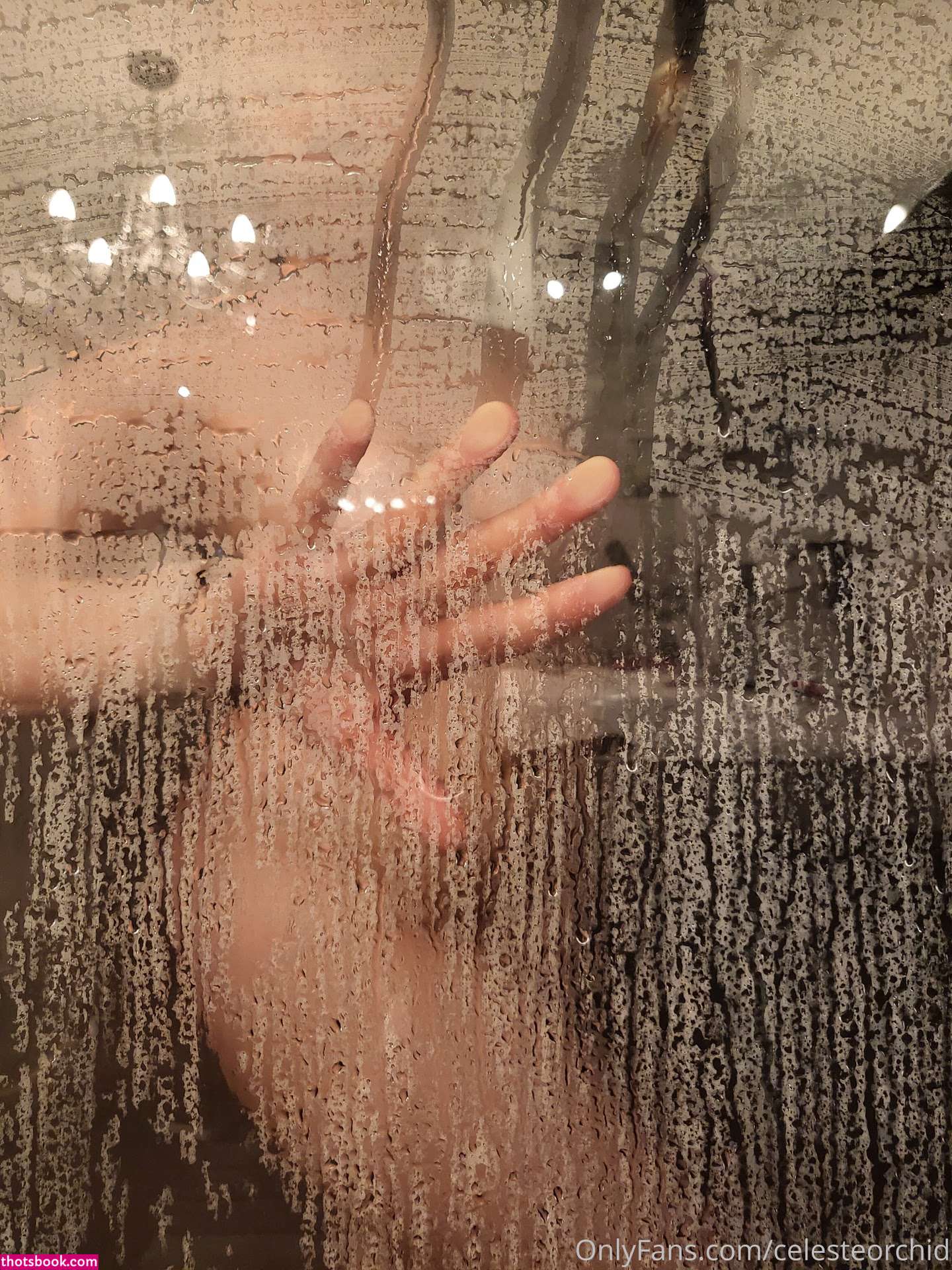 Celeste Orchid Photo #3