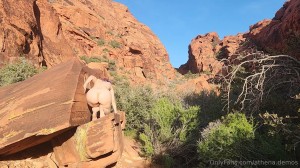 Athena Demos Photo #145