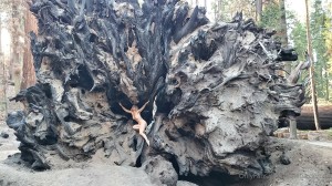 Athena Demos Photo #302