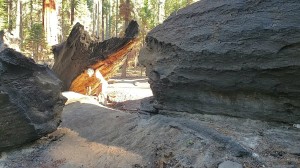 Athena Demos Photo #313