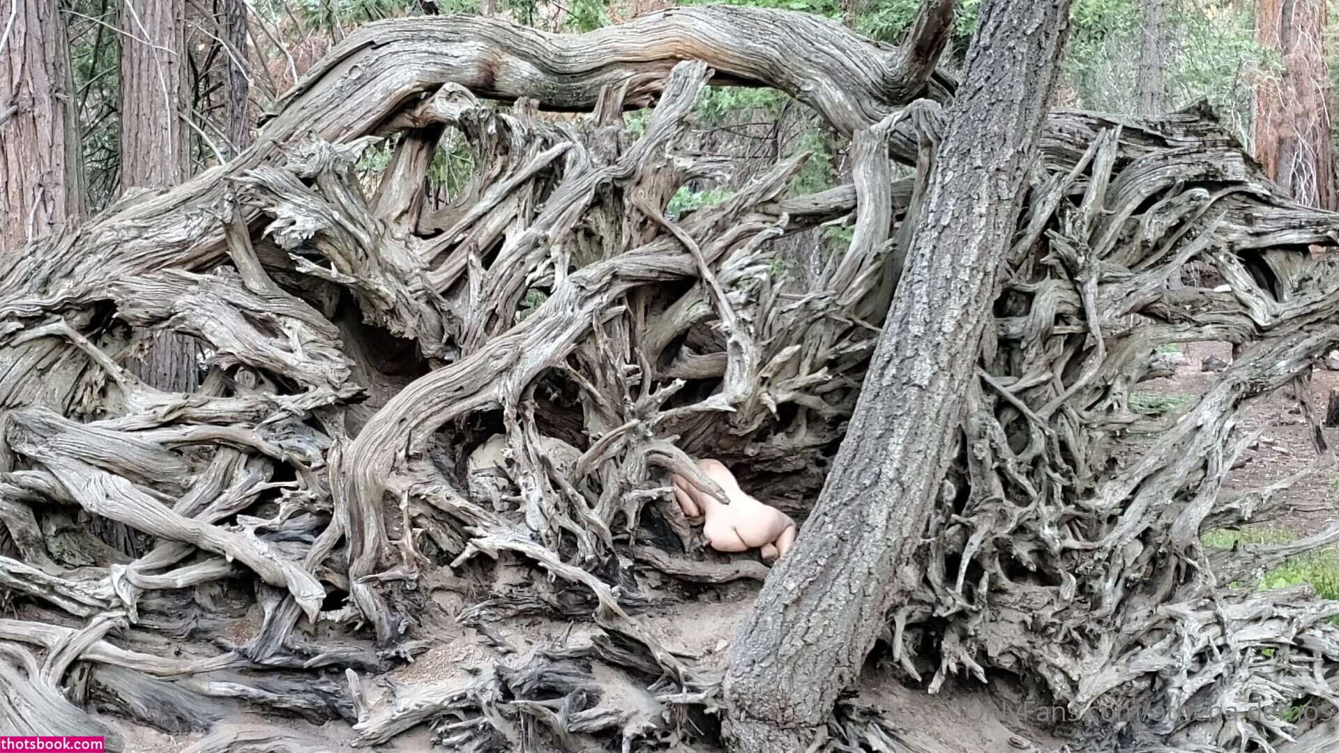 Athena Demos Photo #341