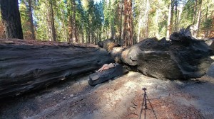 Athena Demos Photo #357