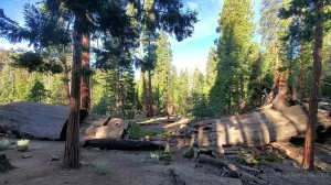 Athena Demos Photo #412