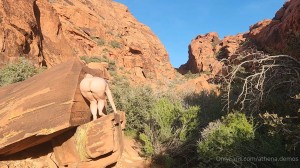 Athena Demos Video #421