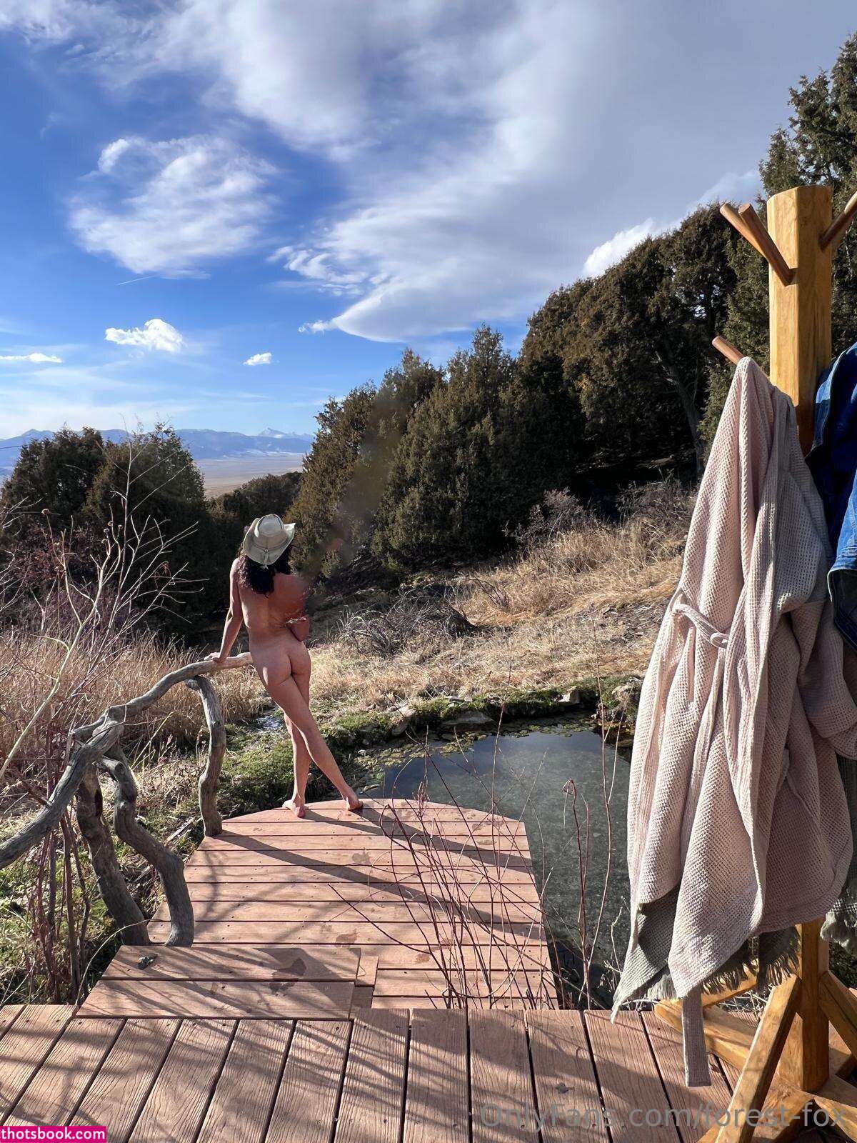 Forest Fox Photo #78